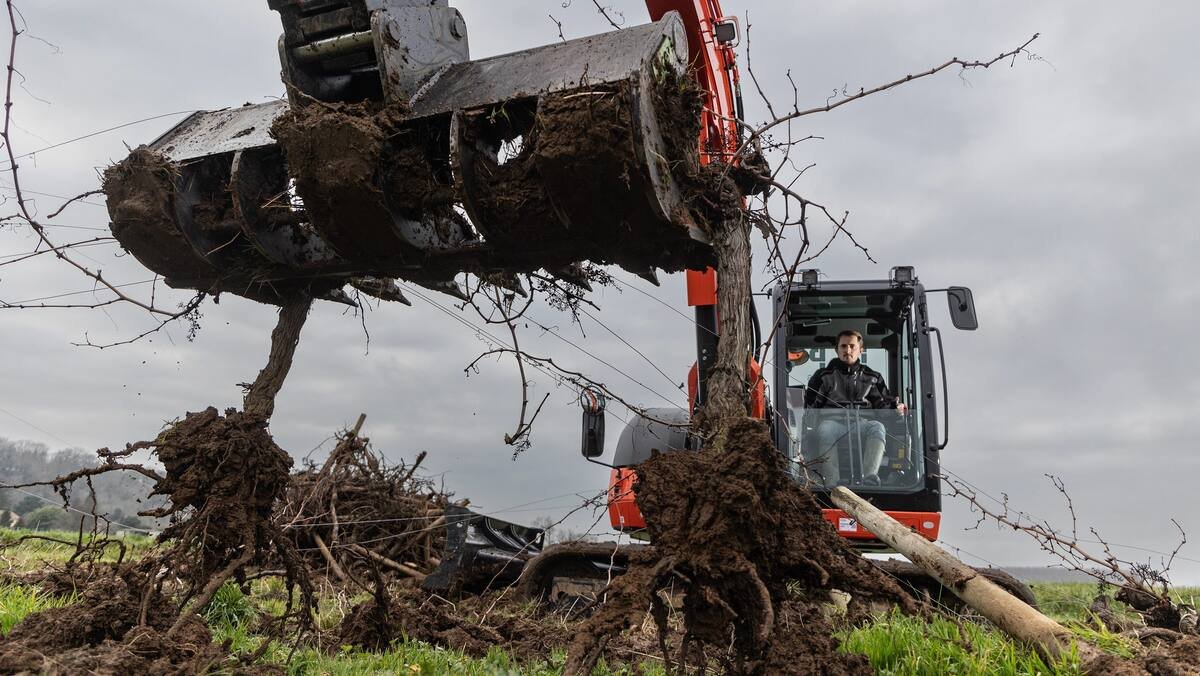 A la capitale mondiale du vin: Des milliers d’hectares de vignoble détruits