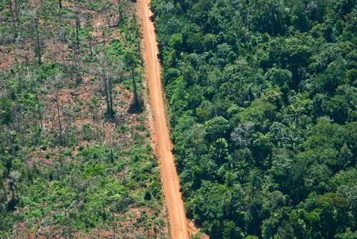 Brasilien: Rekordabholzung im Amazonas-Regenwald in 2022