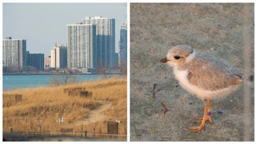 Piping Plover Chick Imani, Born To Monty And Rose, Returns To His Birthplace At Montrose Beach