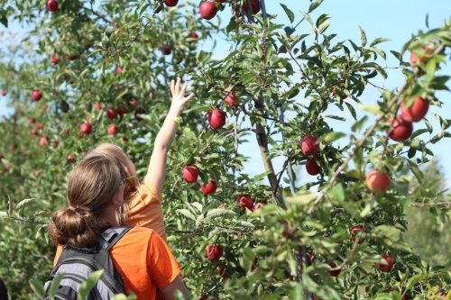 16 Places To Go Apple-Picking In The Chicago Area