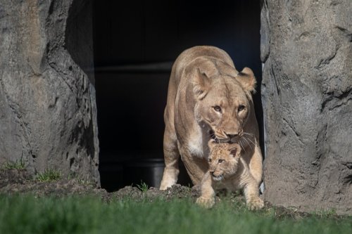 Lincoln Park Zoo Introduces Pilipili, The First Lion Cub Born There In 20 Years
