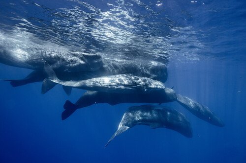 Desapariciones encadenadas: cómo la desaparición de un calamar de la costa mexicana llevó a la huida de cientos de ballenas