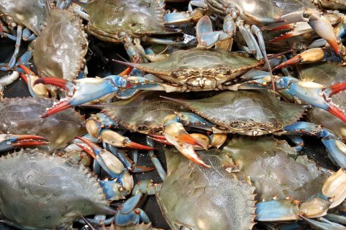 El cangrejo azul del Delta del Ebro, de especie invasora a estrella de la lonja: cinco restaurantes donde probarlo