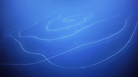 Con 45 metros este sifonóforo es la criatura más larga del mundo, superando con creces a la ballena azul