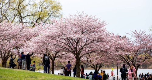 Cherry blossoms in High Park expected to reach peak bloom this week