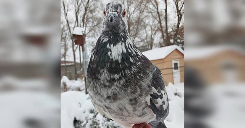 This pigeon visits a Toronto man in his backyard nearly every day