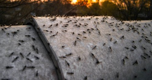 Swarms of annoying midges are taking over Toronto