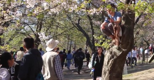 Video shows disrespectful crowds damaging cherry blossoms at Toronto's High Park