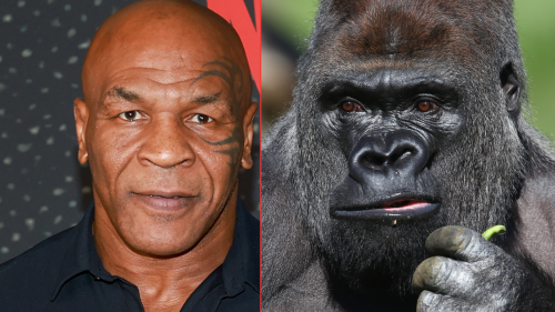 Mike Tyson almost had a fight with a silverback gorilla, with the boxing icon offering a zookeeper a huge amount of money to make it happen