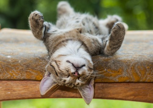 What It Really Means When Your Cat Flops Onto Its Back