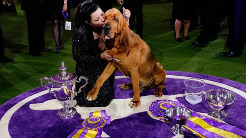 Meet Trumpet, the Illinois bloodhound who just won big at the Westminster Dog Show