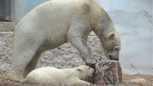 Karlsruher Schüler stellen Zoochef Fragen zu Eisbärbaby Mika