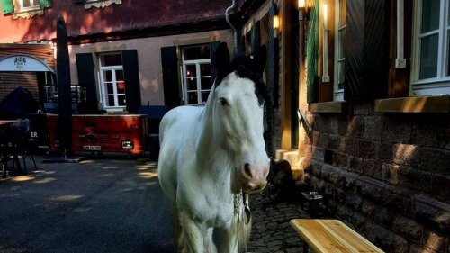 Neues am Abend: Ein Pferd übernachtete auf der Baden-Badener Yburg