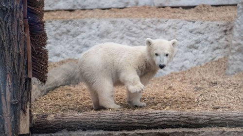 Das Karlsruher Eisbärbaby Mika trinkt Milch und probiert feste Nahrung