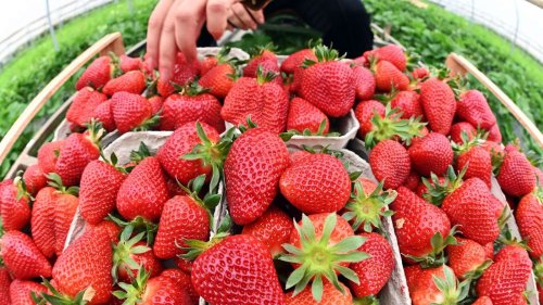Neues am Mittag: Die ersten Erdbeeren werden in Baden gepflückt