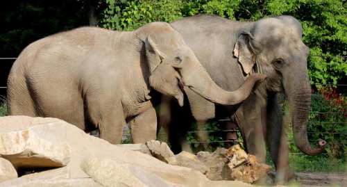 Elefanten Saida und Jenny treffen im Karlsruher Zoo erstmals aufeinander