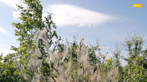 Gespinstmotten: Was sie sind und was man gegen sie tun kann