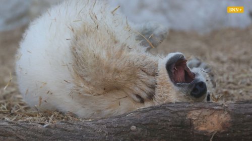 So spielt der kleine Eisbär: Warum Karlsruhes Zoochef genau hinschaut