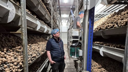 Philippsburger Pilzbetrieb erntet wöchentlich 45 Tonnen Champignons