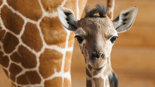 Zoo stellt Giraffenbaby „Sonnenschein“ vor