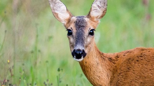 Rekordwert: So viele Jäger wie noch in Deutschland