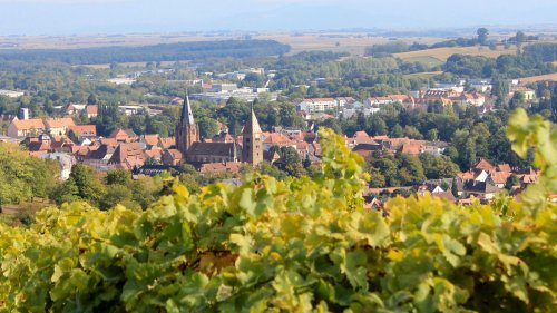 Weissenburg: Weinrundweg verbindet Geschichte, Natur und Genuss