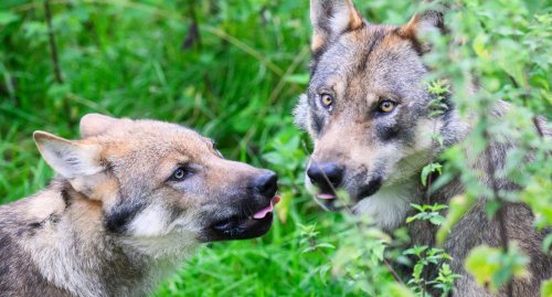 Hirten organisieren Mahnfeuer gegen die Wolfspolitik