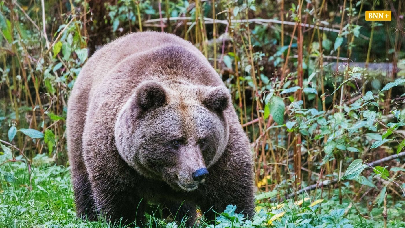 Forbach: Kommt nach dem Wolf nun bald auch der Bär?
