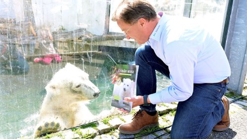 BNN-Magazin mit Eisbär Mika ist ab Mittwoch im Zoo Karlsruhe erhältlich