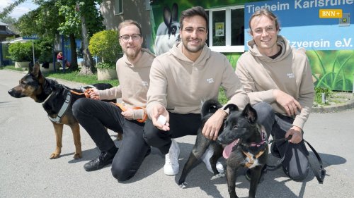 Wie ein Tracker dafür sorgen soll, dass der Hund gesund bleibt