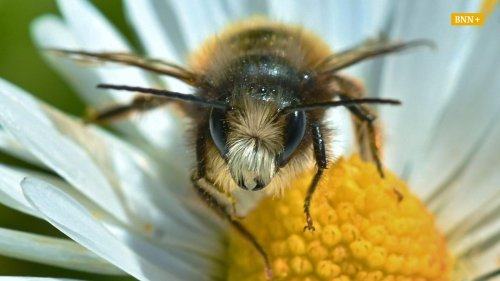 „Biene weg, Regal leer“: Bienensterben in Baden-Württemberg