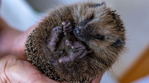 Peta setzt Belohnung für Hinweise zu Tierquälerei aus