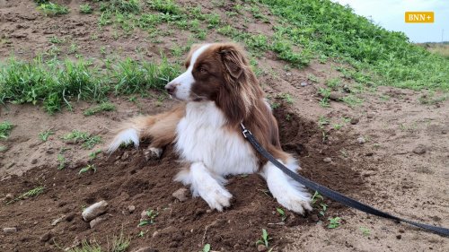 Rehriss in Bühl: In jedem Hund steckt ein Raubtier