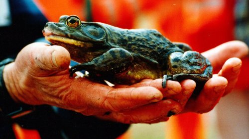In der Hardt wird mit Pfeil und Bogen Jagd auf den Ochsenfrosch gemacht