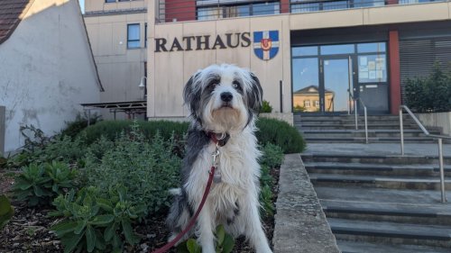 Hambrücken erhöht Hundesteuer: Wie viel ein Vierbeiner künftig kostet