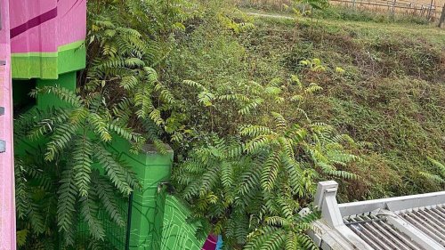 Neues am Mittag: Karlsruhe geht gegen invasiven Götterbaum vor