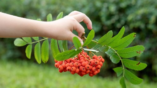 Vorsicht im Garten: Die giftigsten Pflanzen, die Sie kennen sollten