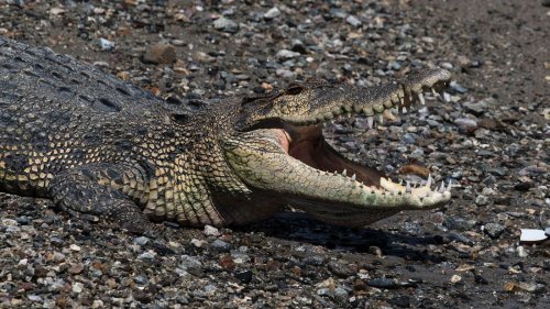 Krokodil tötet Schwimmer in Indonesien
