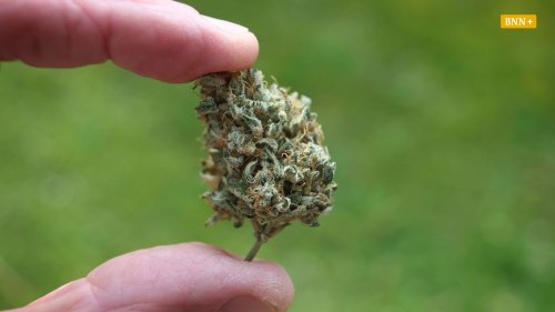 Pläne für Haueneberstein vom Tisch: Kein Cannabis in Baden-Baden