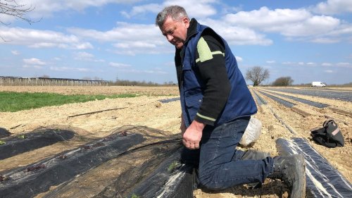 Was tun gegen Krähen? Jagd sorgt für Debatte
