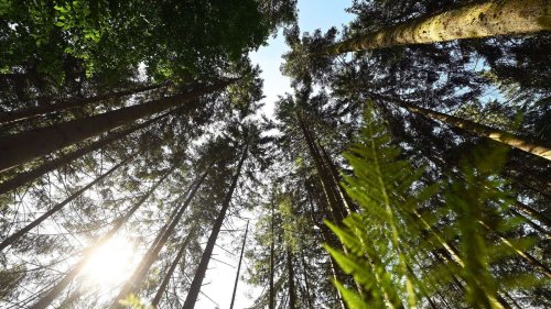 Warum im Südwesten 2024 weniger Holz geschlagen wurde