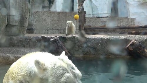 Neues von Mika im Zoo: So hat sich die Eisbärenhaltung verändert