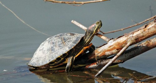 Rotwangen-Schildkröte im Maulbronner Aalkistensee bedrohen Tierwelt