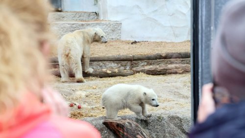 Eisbär Mika begeistert Besucher: Karlsruher Zoodirektor berichtet