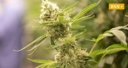 Dealer aus dem Enzkreis zu mehr als zwei Jahren Freiheitsstrafe verurteilt