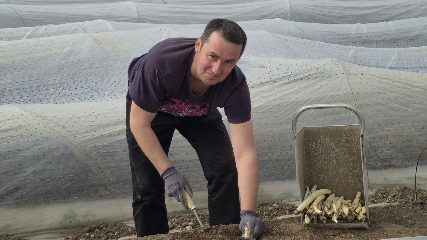 In Oberhausen-Rheinhausen wird der erste Spargel gestochen