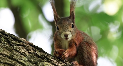 Eichhörnchen rund um Ettlingen: „Man sollte sie nicht verhätscheln“