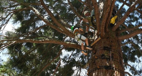 Kinder und Jugendliche klettern in Baden-Baden auf Mammutbaum