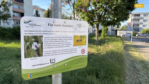 Auf Karlsruher Wiesen können mehr Insekten nachgewiesen werden