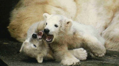 Neues von Mika im Zoo: So hat sich die Eisbärenhaltung verändert